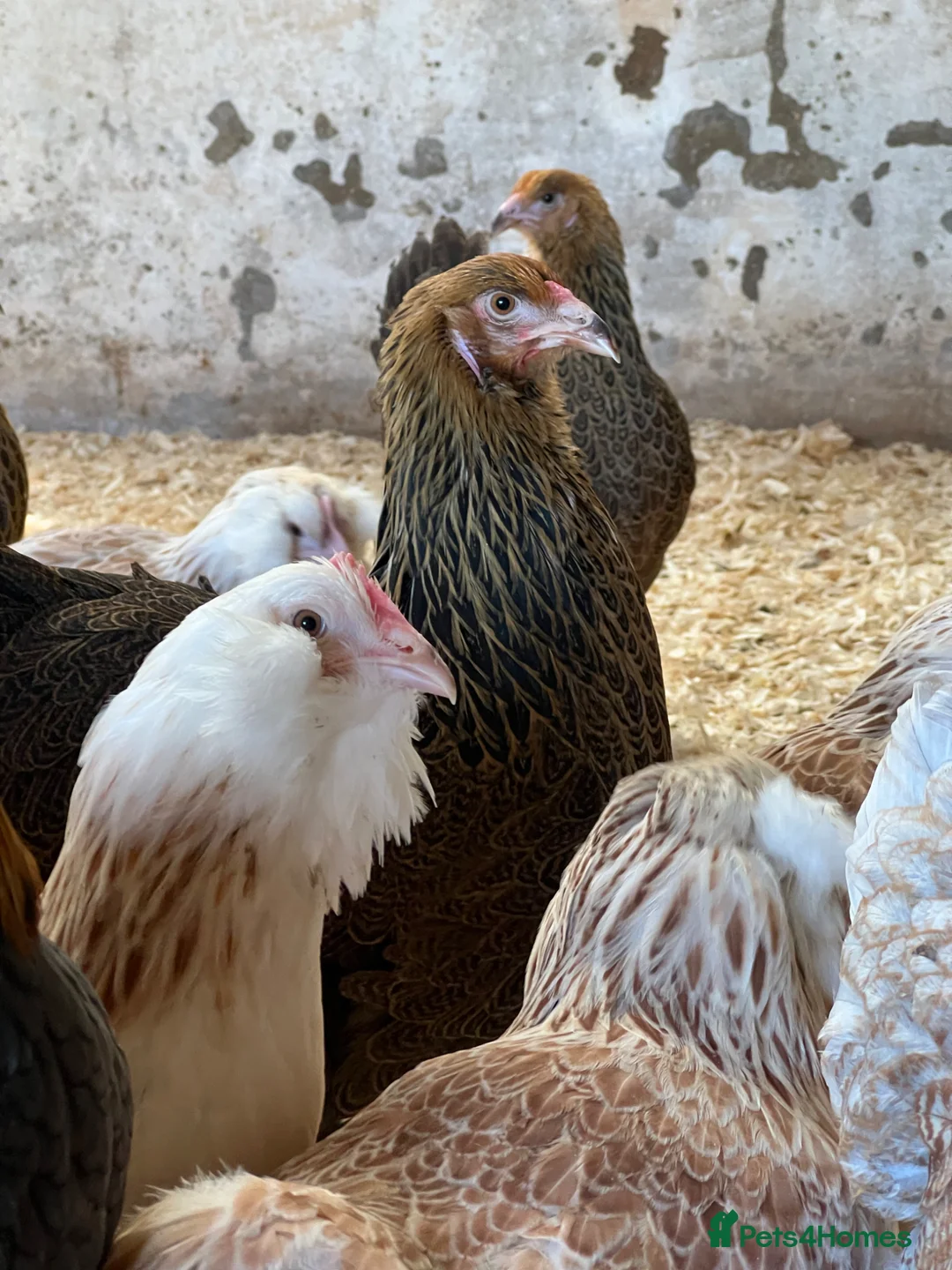 Chickens poultry for sale: Large Brahma - Advert 4