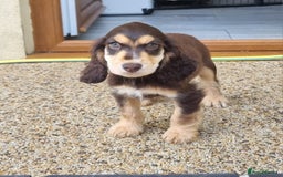 Cocker Spaniel dogs for sale: Gorgeous Chocolate & Sable Show Cocker Pups Ready - Image 22