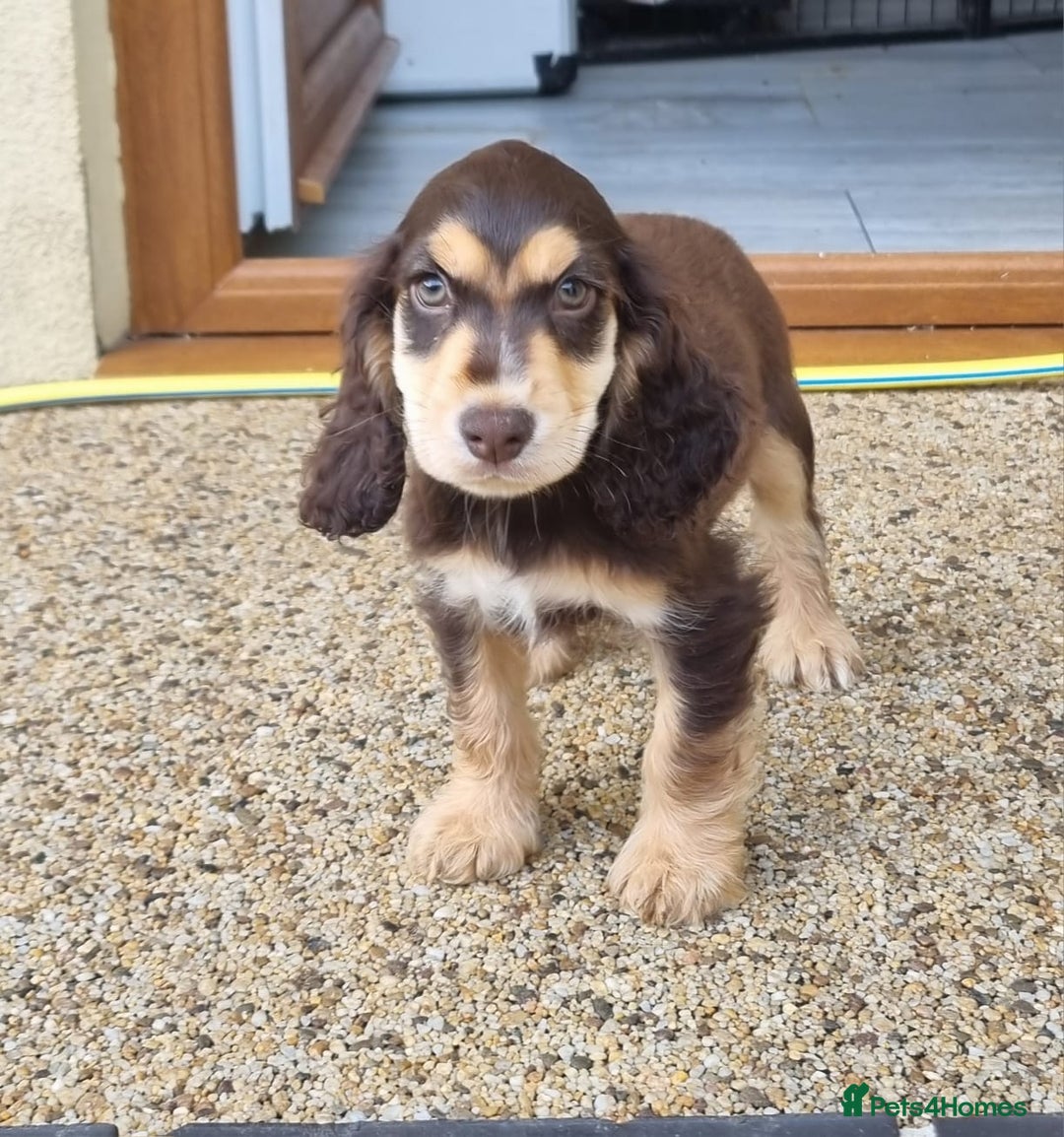 Cocker Spaniel dogs for sale: Gorgeous Chocolate & Sable Show Cocker Pups Ready - Image 22