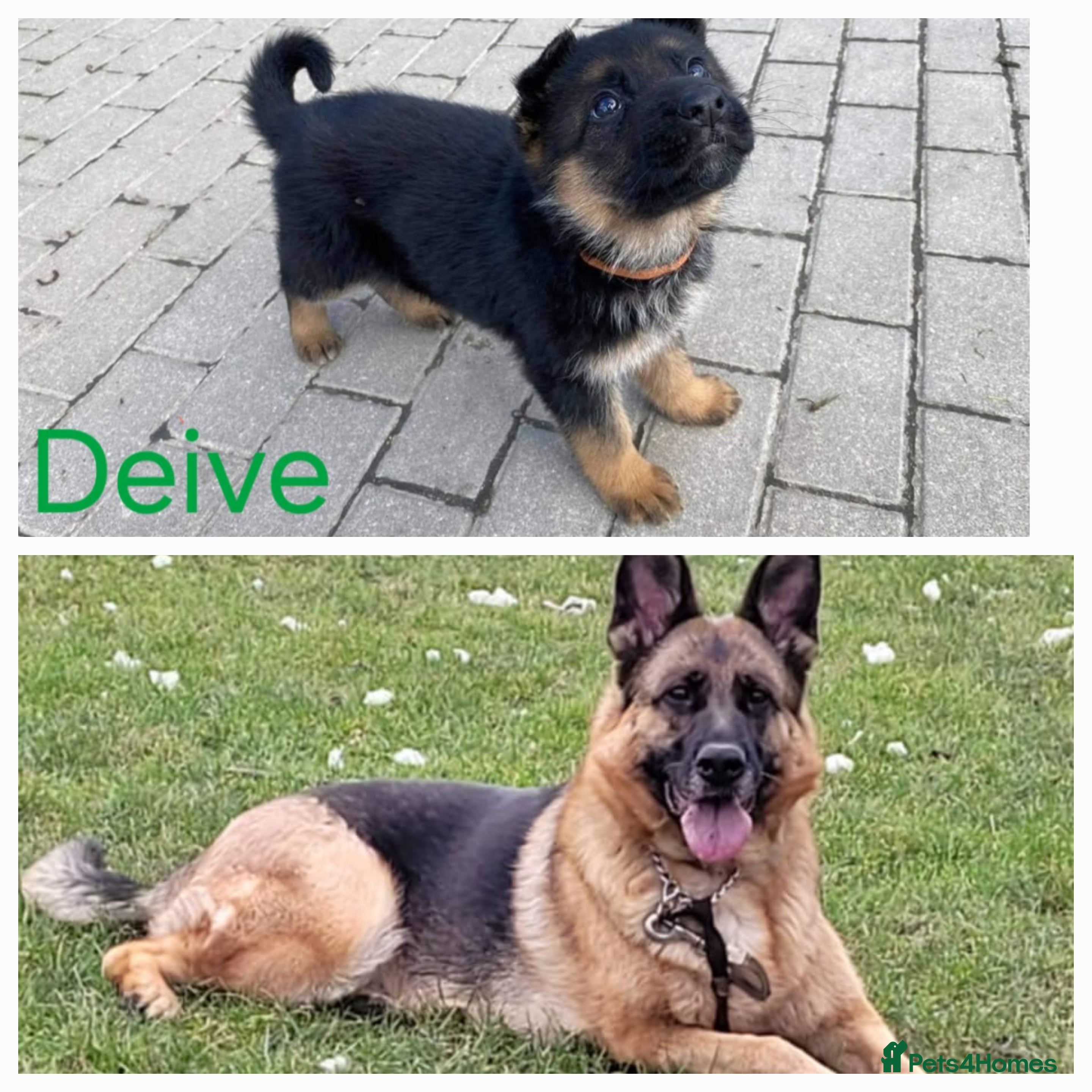 German Shepherd dogs 4 generation German shepard - Advert 11