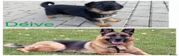 German Shepherd dogs for sale: 4 generation German shepard - Advert 1