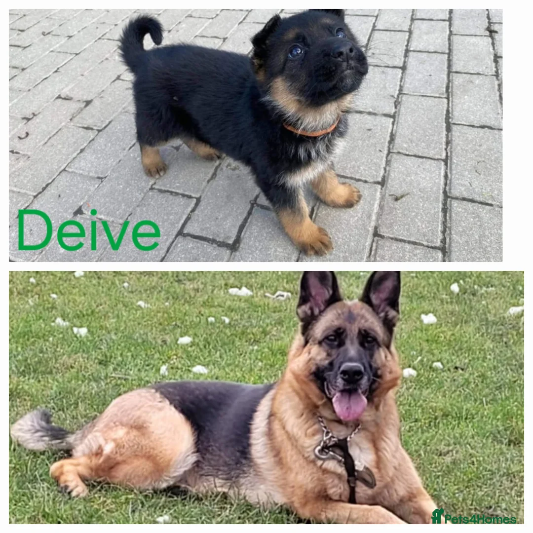 German Shepherd dogs for sale: 4 generation German shepard - Advert 1