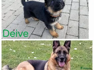 German Shepherd dogs 4 generation German shepard - Advert 12