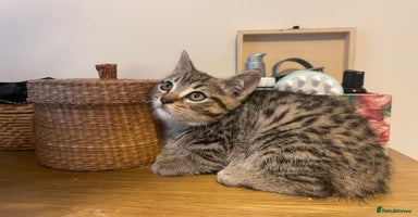 Scottish Fold cats - Advert 8