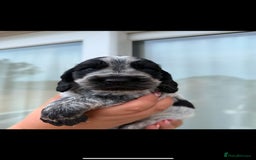 Cocker Spaniel dogs for sale: F1 , 3 pups left  - Image 1