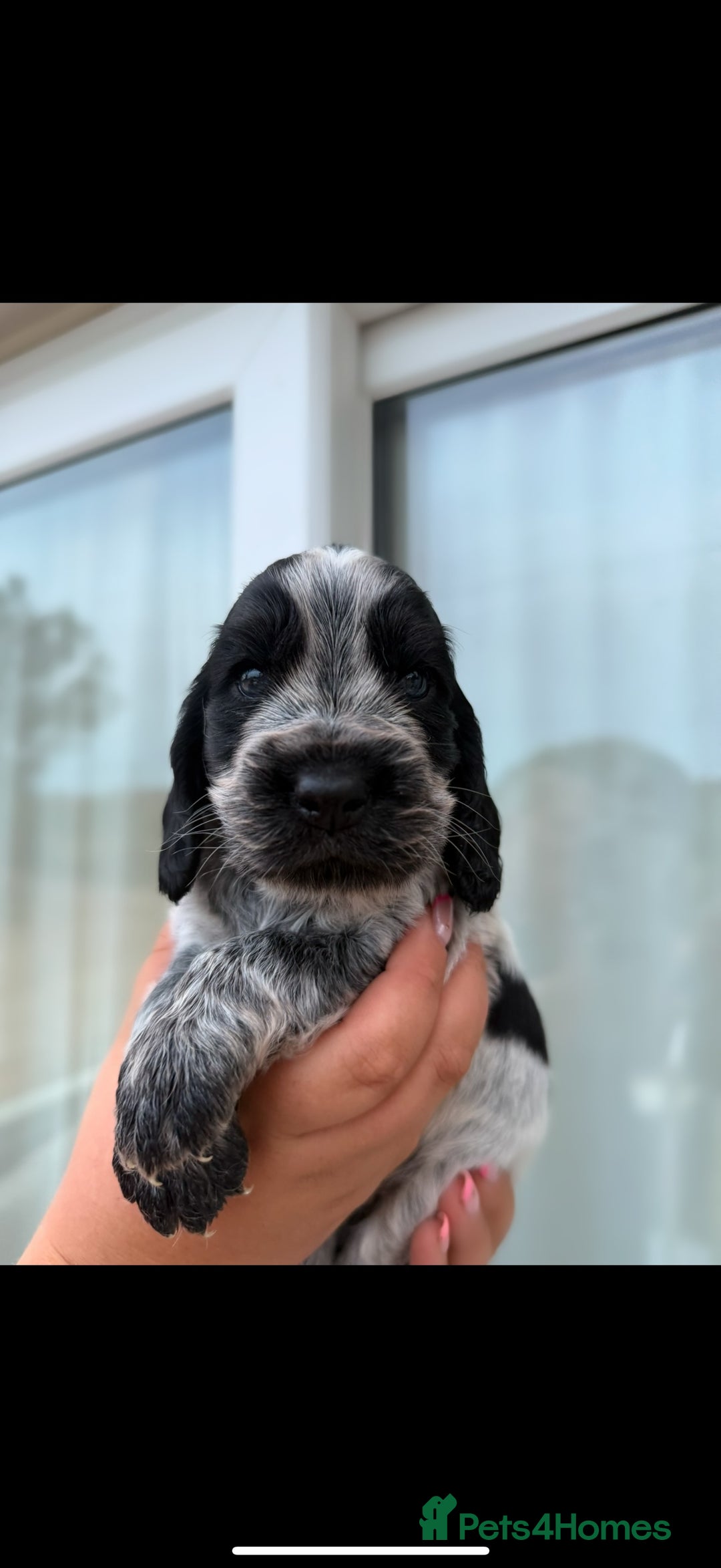 Cocker Spaniel dogs for sale: F1 , 3 pups left  - Image 1