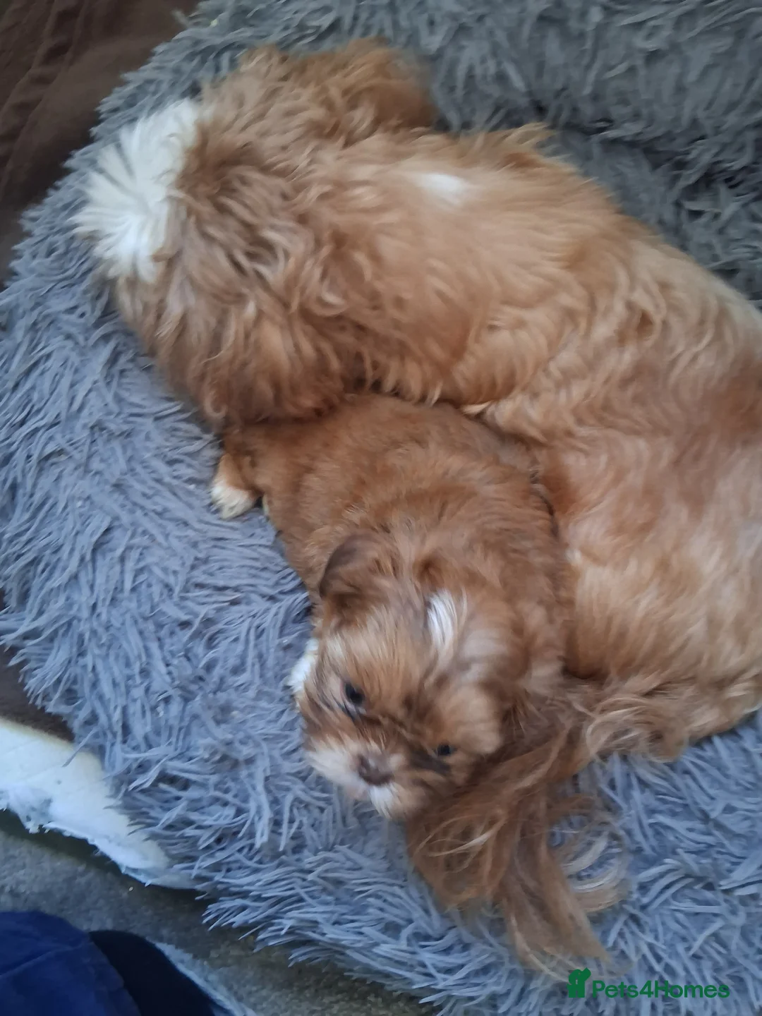 Shih Tzu dogs for sale: Stunning imperial shih tzu puppies available. in Barnsley - Advert 2