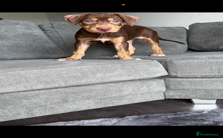 Mixed Breed dogs - Advert 1