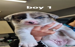 Mixed Breed dogs for sale: Husky cross staffy pups - Image 4