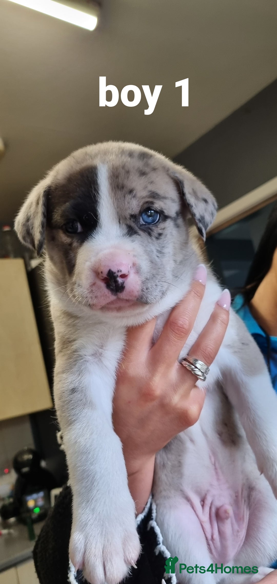 Mixed Breed dogs for sale: Husky cross staffy pups - Image 4