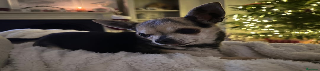 Buddy 