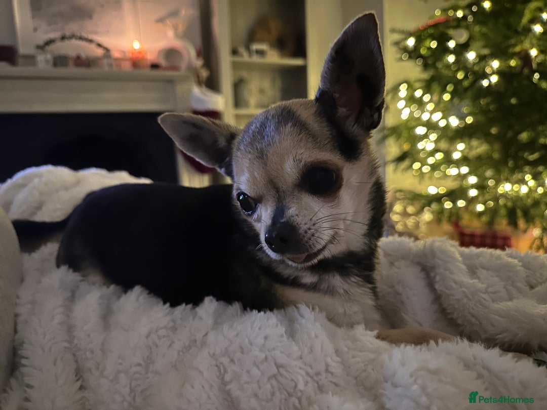 Chihuahua dogs for sale: Buddy the chihuahua looking for loving home - Image 4