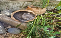 British Shorthair cats for sale: 5 British Shorthair kittens for sale - Image 20