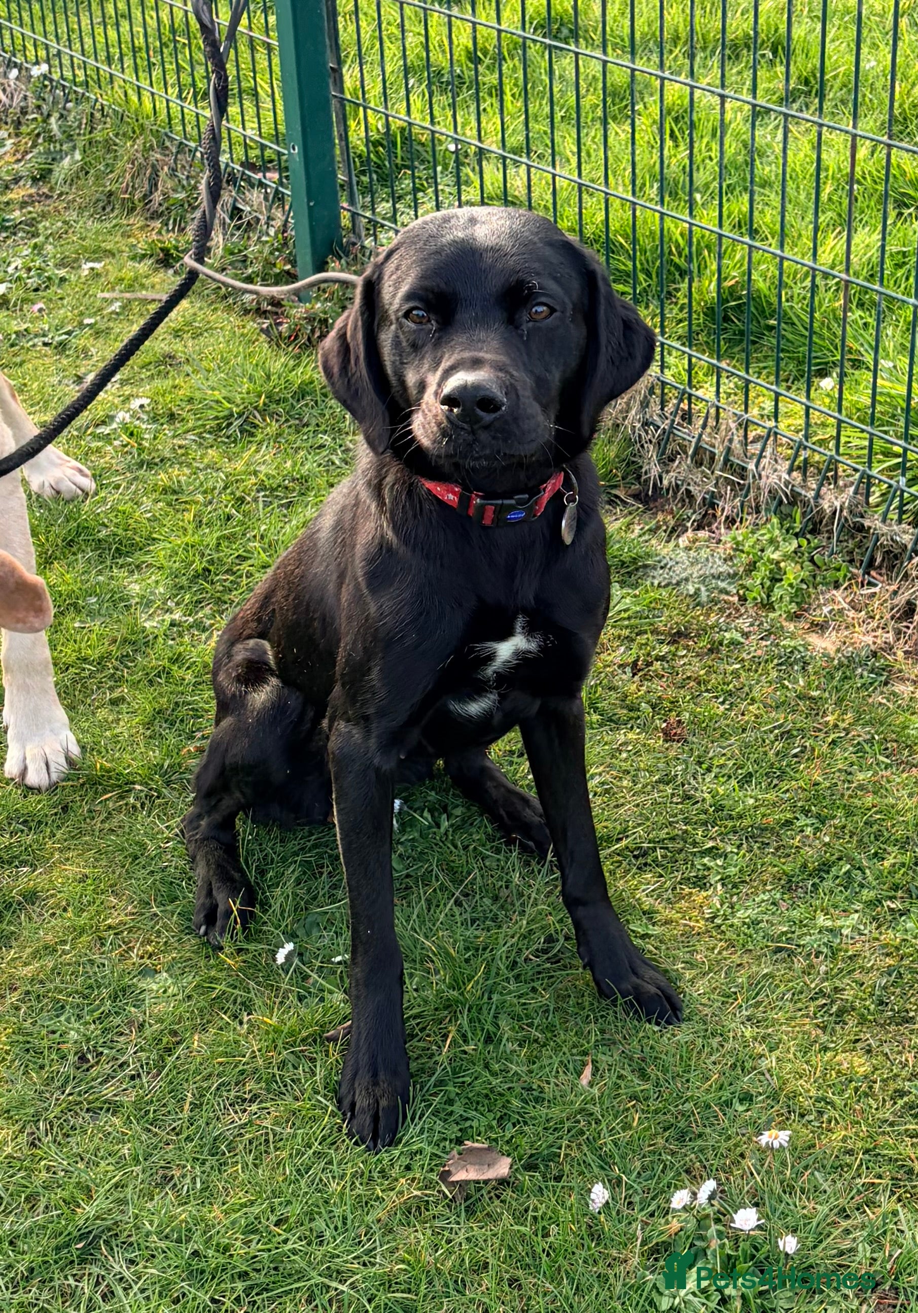 Labrador Retriever dogs Beautiful girl with loads of energy - Advert 1