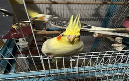 Cockatiels birds for sale: Cockatiels all tame - Image 5
