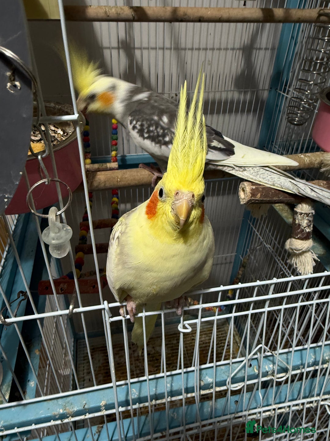 Cockatiels birds for sale: Cockatiels all tame - Image 5
