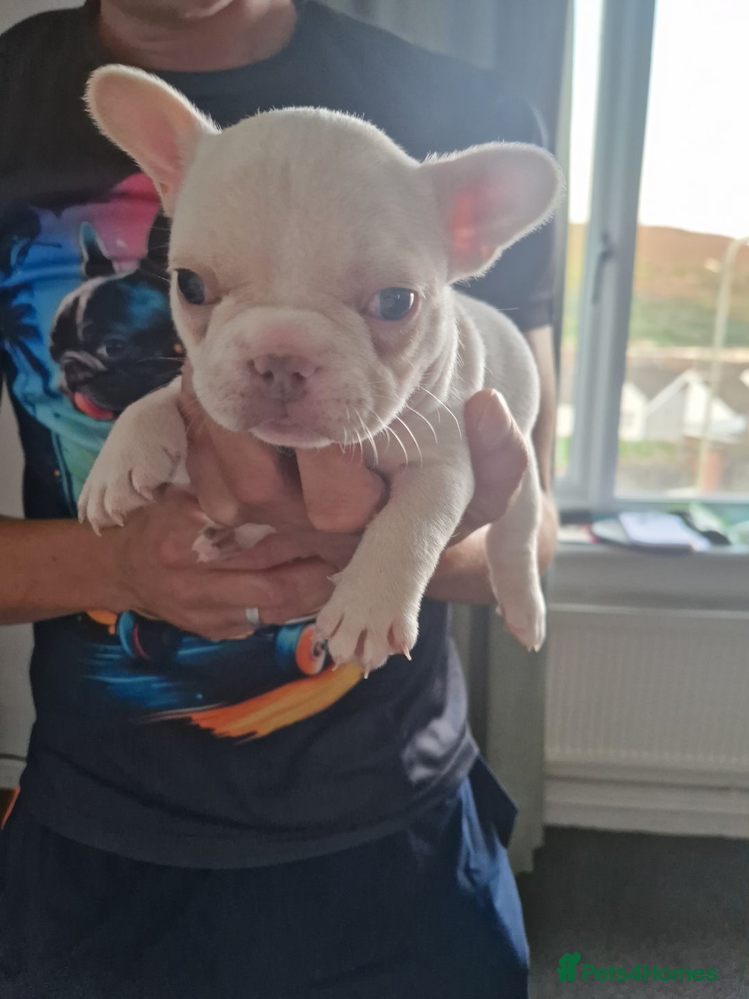 French Bulldog dogs for sale: FROM £1500 French bulldogs 2 FEMALE 3 MALE - Image 5