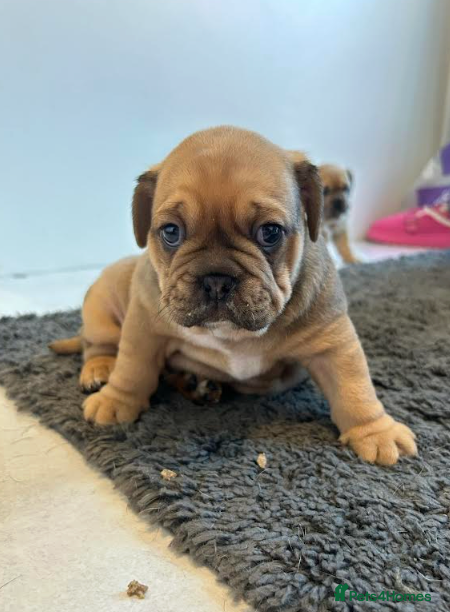Olde English Bulldogge dogs Chocolate & Tan Olde English Bulldog Puppies  - Advert 4