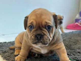 Olde English Bulldogge dogs Chocolate & Tan Olde English Bulldog Puppies - Advert 4