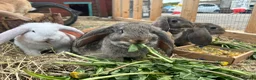 Continental Giant rabbits for sale: Giant conti with giant french lop - Advert 3