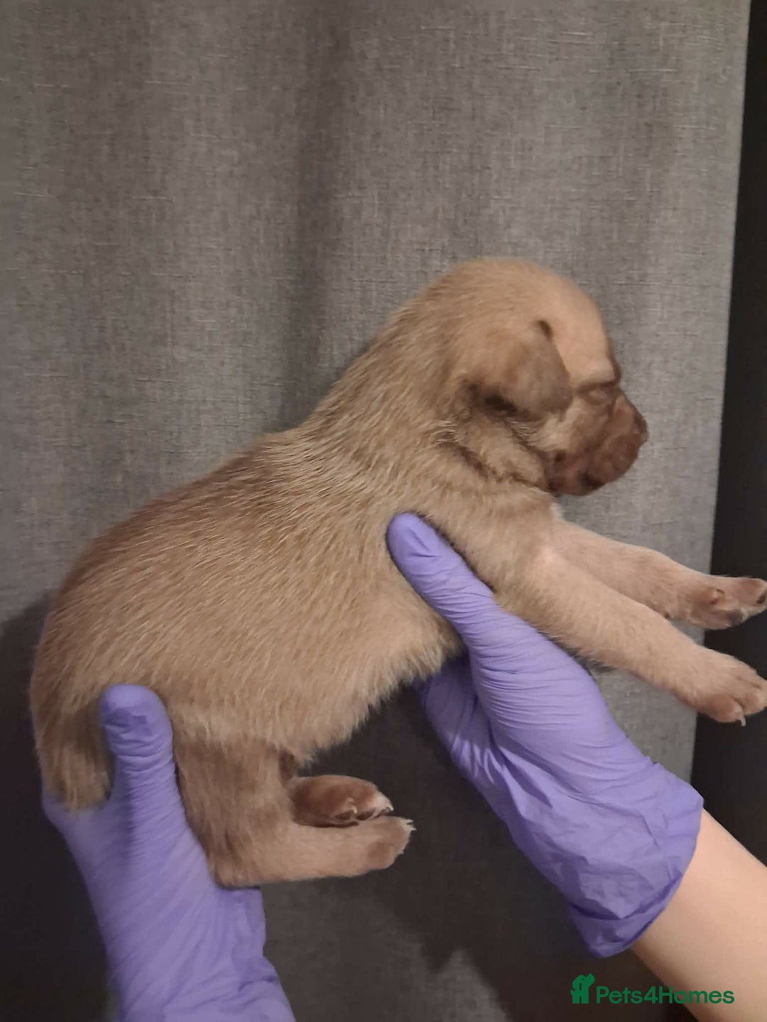 Mixed Breed dogs for sale: Agouti Husky Cross puppies  - Advert 19