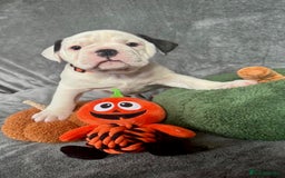 Old Tyme Bulldog dogs for sale: 🩷🩷Old Tyme Bulldog Puppies🩷🩷 - Image 25