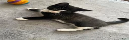 Mixed Breed cats for sale: Two beautiful black & white female kittens - Advert 35