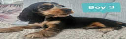 Cocker Spaniel dogs for sale: Ready to go 2 boys left show cocker spaniels - Advert 27