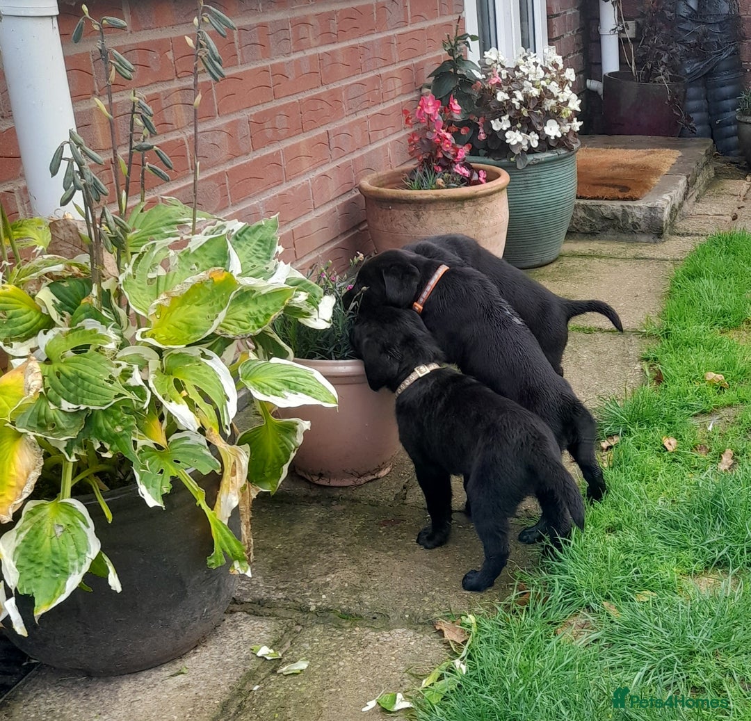 Labrador Retriever dogs for sale: Black labrador puppies - Image 5