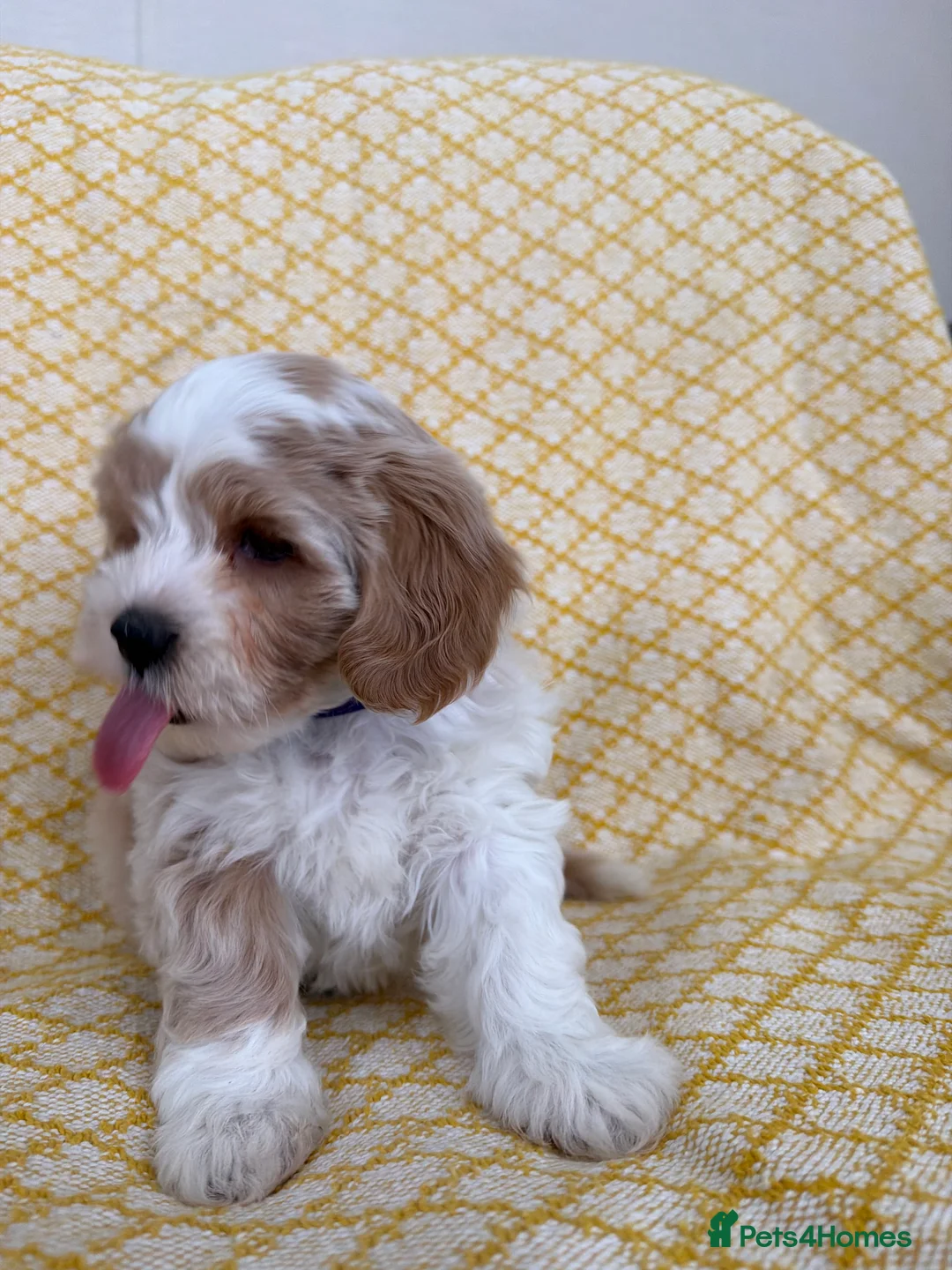 Maltipoo dogs for sale: Beautiful happy health tested Maltipoo fur babies  - Advert 4