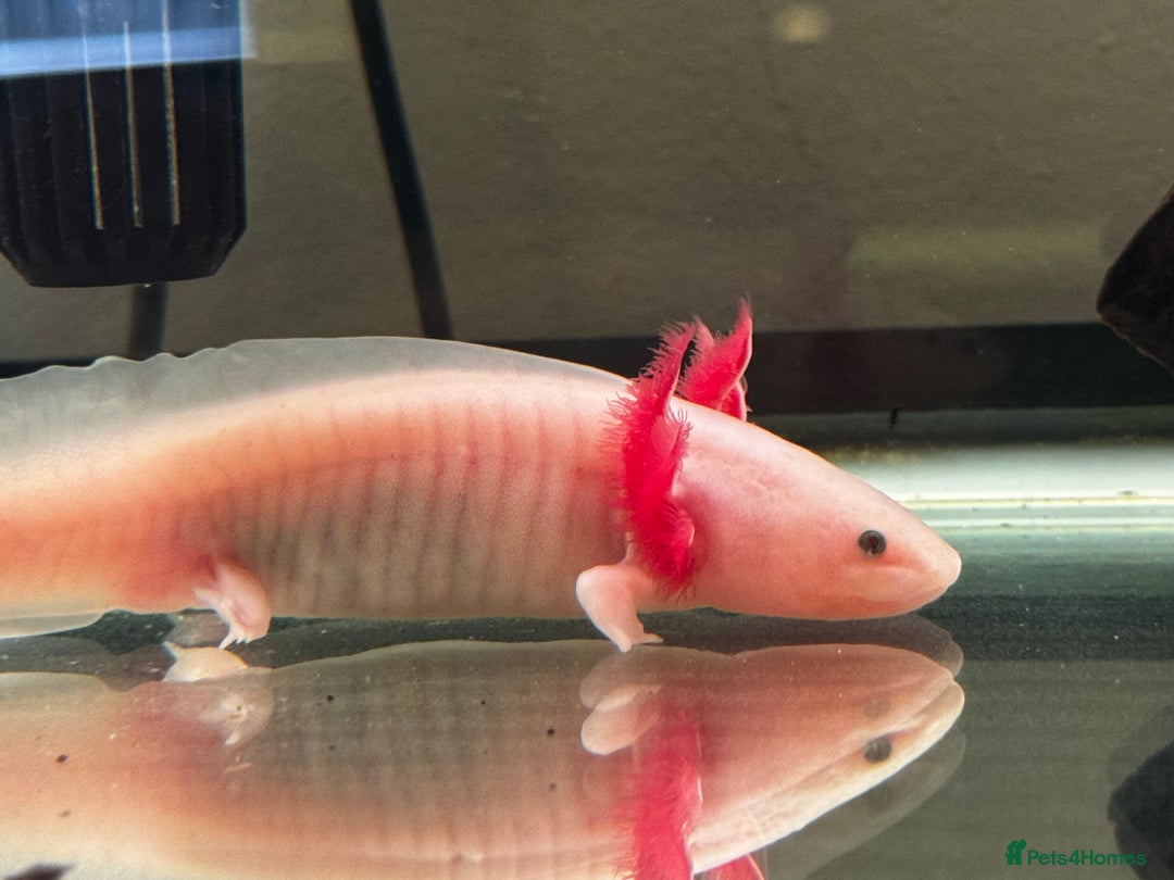 Axolotl reptiles for sale: Axoltl male 8 months old for rehome - Image 2
