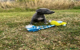 Whippet dogs for sale: Beautiful Blue whippet puppies  - Image 12
