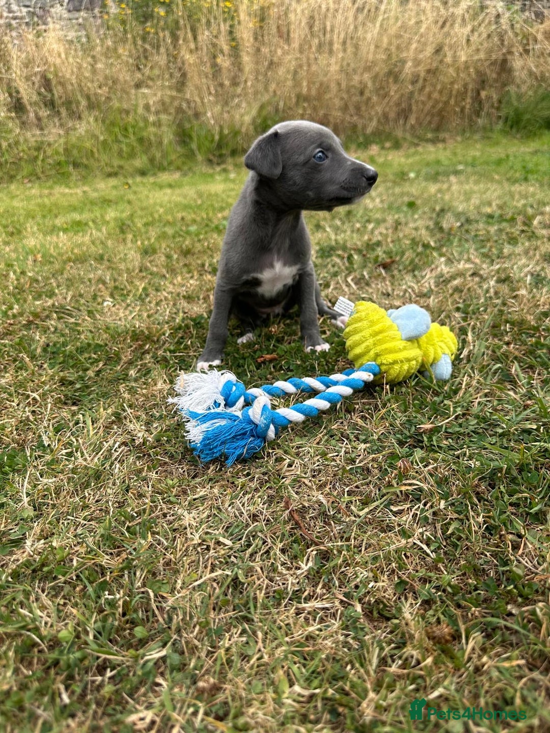 Whippet dogs for sale: Beautiful Blue whippet puppies  - Image 12