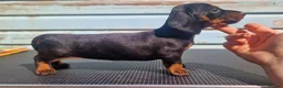 Miniature Dachshund dogs for sale: Champion line show Mini Smooth-Haired Dachshund  - Advert 3