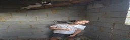 Pigeons birds for sale: White Domestic Pigeons  - Advert 1