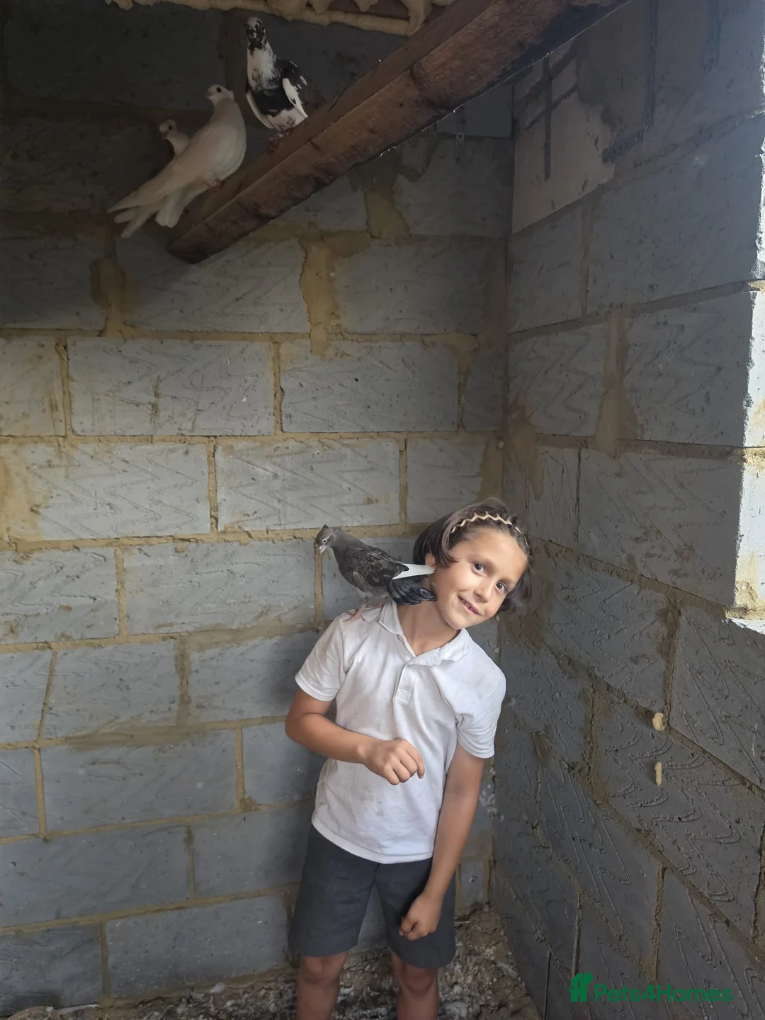 Pigeons birds for sale: White Domestic Pigeons  - Advert 1