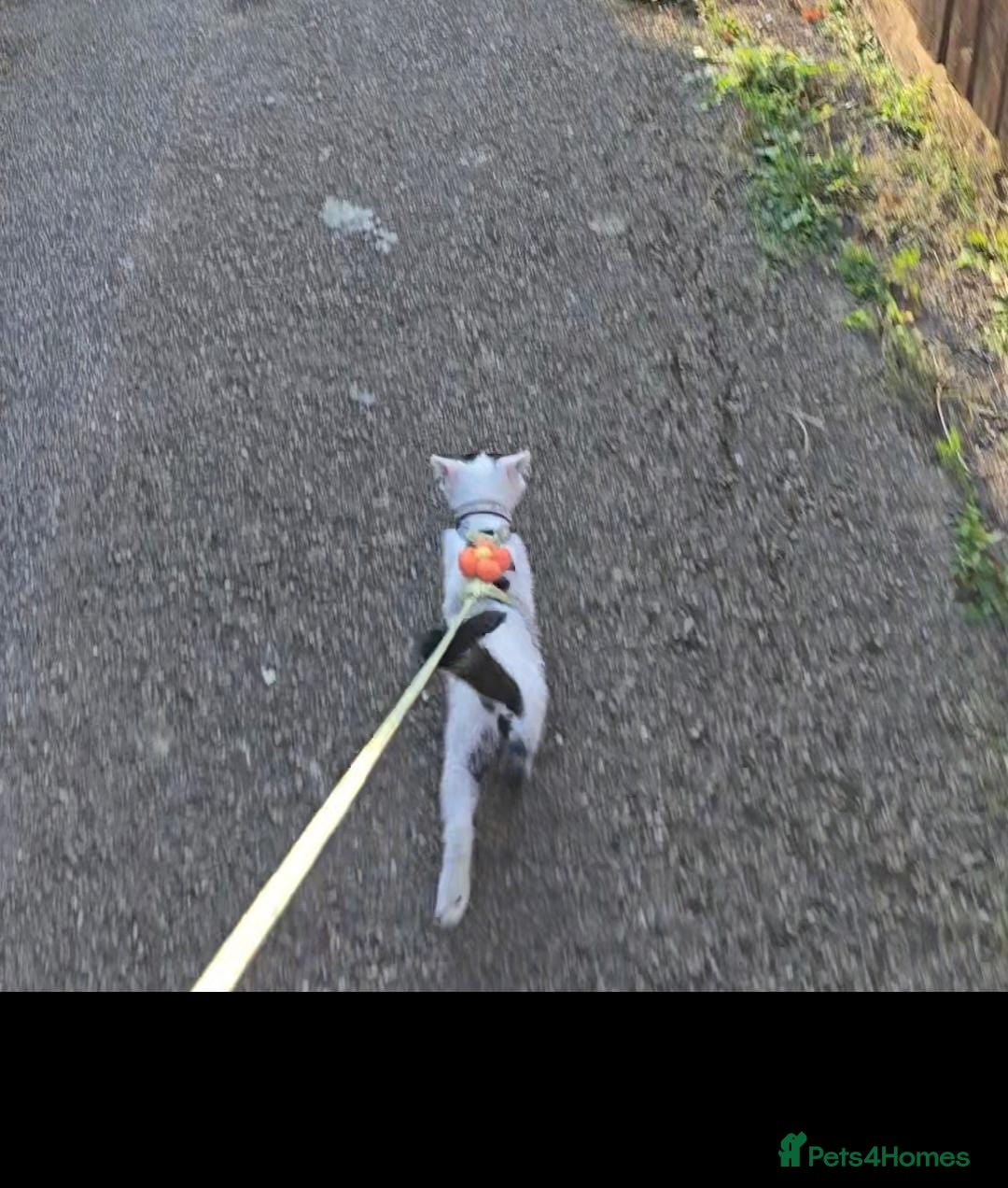 British Shorthair cats for sale: Beautiful 6 month old White Kitten - Advert 3