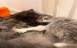 Persian cats for sale: Stunning Persian kittens ready 21st August - Image 14