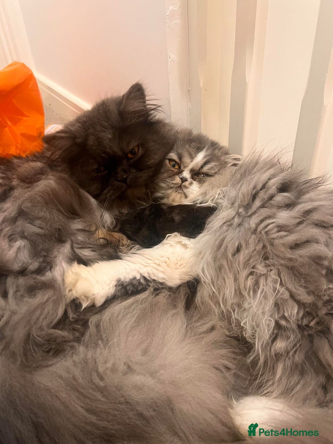 Persian cats for sale: Stunning Persian kittens ready 21st August - Image 14