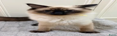 Ragdoll 2