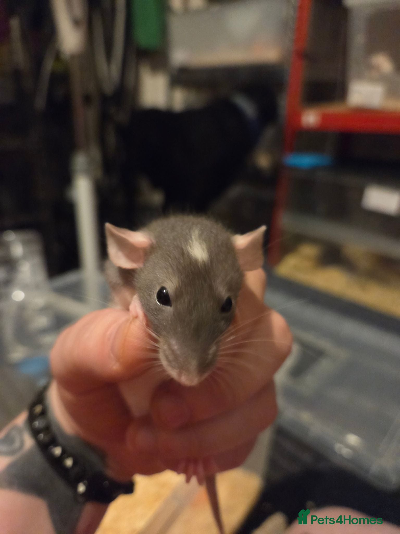 Rat rodents Dumbos and fancy rats ready now.  - Advert 2