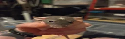 Rat rodents for sale: Dumbos and fancy rats ready now.  - Advert 5
