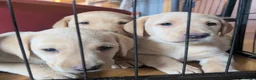 Labrador Retriever dogs for sale: Beautiful lab puppies in Auchterarder - Advert 7