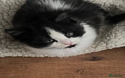 Mixed Breed cats for sale: Kittens  - Image 15