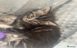 Mixed Breed cats for sale: 1 boy 2 girls  - Image 7
