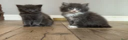 Mixed Breed cats for sale: Stunning Maine coon cross ragdoll kittens ready - Advert 9