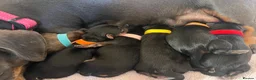 Mixed Breed dogs for sale: 8 Beautiful Mixed-Breed Puppies in Milton Keynes - Advert 3