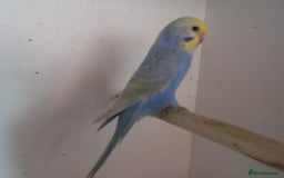 Budgerigars birds for sale: Baby Budgies Please read description - Advert 1