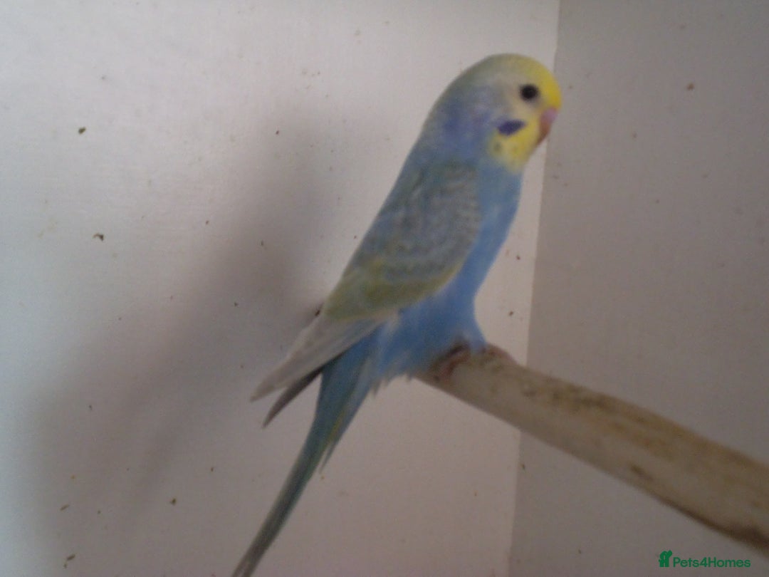 Budgerigars birds for sale: Baby Budgies Please read description - Advert 1