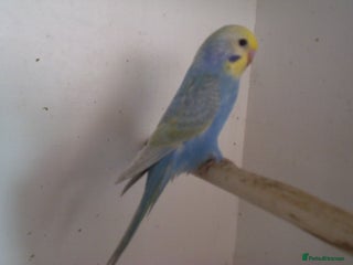 Budgerigars birds for sale: Baby Budgies Please read description - Advert 1